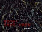 海帶烘干機工程